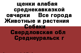 щенки алабая ( среднекавказкой овчарки) - Все города Животные и растения » Собаки   . Свердловская обл.,Среднеуральск г.